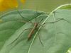 Hamont-Achel - Een langpootmug in de tuin