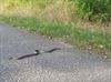 Lommel - Kom dat tegen: een slang op het fietspad