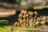 Lommel - Herfst is dé paddenstoelentijd bij uitstek