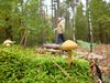 Meeuwen-Gruitrode - Wandelen in de Donderslagse bossen