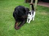 Overpelt - Leven als kat en hond