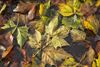 Overpelt - 'Herfst verkleurt weer langzaam alle bomen'