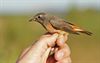 Lommel - Sommige vogels zijn ware atleten