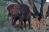 Hamont-Achel - Met vakantiegroeten uit... Kenia