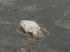 Pelt - Botulisme in het kanaal