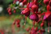 Neerpelt - Fuchsiashow geopend