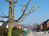 Neerpelt - Het bloesemt weer in de Parklaan