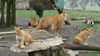 Lommel - Ondertussen, in de Olmense Zoo...