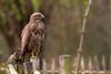 Lommel - Een buizerd op een paaltje