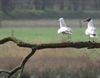 Hechtel-Eksel - Kokmeeuwen aan het Zwarte Water