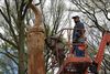 Meeuwen-Gruitrode - Houtsculptuur krijgt vorm in parkbos