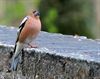 Neerpelt - Kijk een vink in de ogen