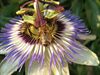 Neerpelt - To bee or not to bee