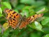 Pelt - Komend weekend vlindertelling