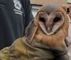 Neerpelt - Maar... de uil kwam weer