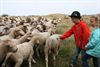 Meeuwen-Gruitrode - Schapen centraal tijdens wandeling