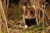 Tongeren - Speuren naar hamsters in Tongeren