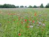 Overpelt - Prachtige veldbloemen langs het oude spoor