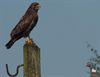 Tongeren - Denk aan de vogels