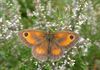 Houthalen-Helchteren - Komend weekend: vlinders tellen