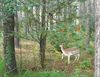 Lommel - Ondertussen, in de Kattenbosser heide...