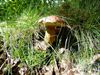 Peer - Al eetbare paddestoelen in het bos