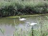 Neerpelt - Weer zwanen op de Dommel