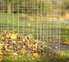 Lommel - In de herfst vallen de bladeren