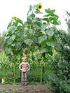 Overpelt - Een zonnebloem van 3,7 m