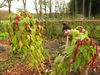 Houthalen-Helchteren - Een winterdeken op de moestuin