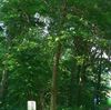 Pelt - Bos: Natuurpunt wil 'doordachte openstelling'