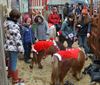 Tongeren - Minipaardjes op de Veemarkt