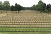 Lommel - Oorlogskerkhoven in de kijker