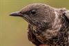 Lommel - Nog nooit zoveel trekvogels boven Maatheide