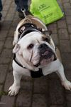 Beringen - Wok 4 the Dog brengt 4205 euro op