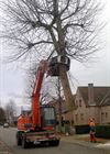 Tongeren - Tongeren bant hoogstambomen