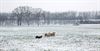 Overpelt - Schapen drijven, in de sneeuw