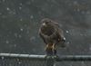 Overpelt - Buizerd trotseert sneeuwbui