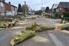 Lommel - Bomen rooien in de Kluterstraat