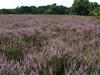 Pelt - In de stille Kempen...
