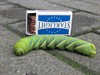 Neerpelt - Mooie rups, deze rups