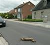 Neerpelt - Auto tegen overstekend ree