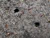 Hechtel-Eksel - Meikevers laten hun sporen na