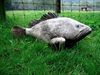 Neerpelt - 'If a fish could sing...'