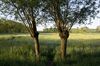 Lommel - De evolutie van het Kolonielandschap in foto's