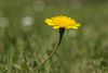 Beringen - Paardenbloem (Taraxacum Officinale)