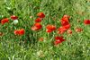 Neerpelt - Denken aan 'In Flanders Fields'