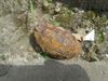 Lommel - Granaat gevonden