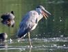 Neerpelt - De reiger spreekt met een gespleten tong