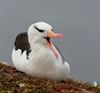 Overpelt - Vakantiegroeten uit... Helgoland